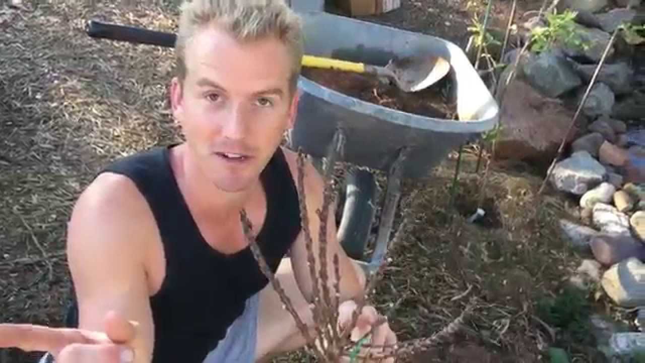 How to PLANT a Fruit TREE in Phoenix, Arizona