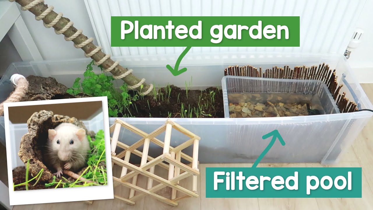 Making my rats a planted garden with a filtered pool