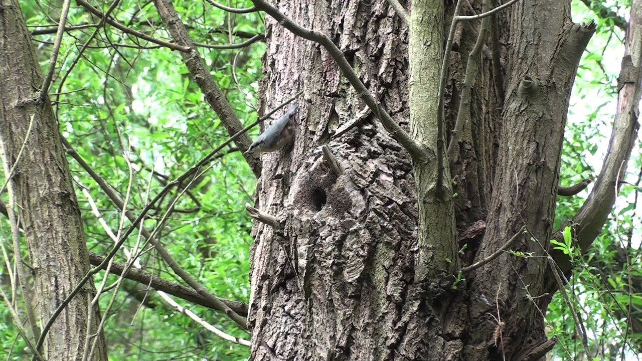 Vroege Vogels - Boomklever
