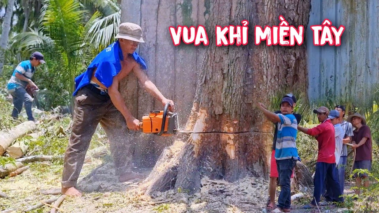 Vua Khỉ cưa hạ gốc cây Me Khủng nằm s.á.t vách nhà.