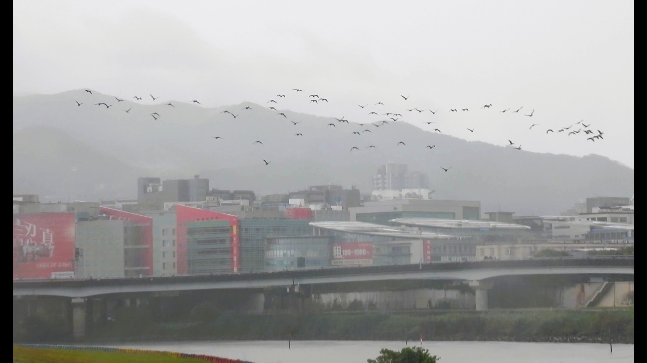 1150301 The great cormorants taking off from Min-Chuan and landing at Fu-Yuan.