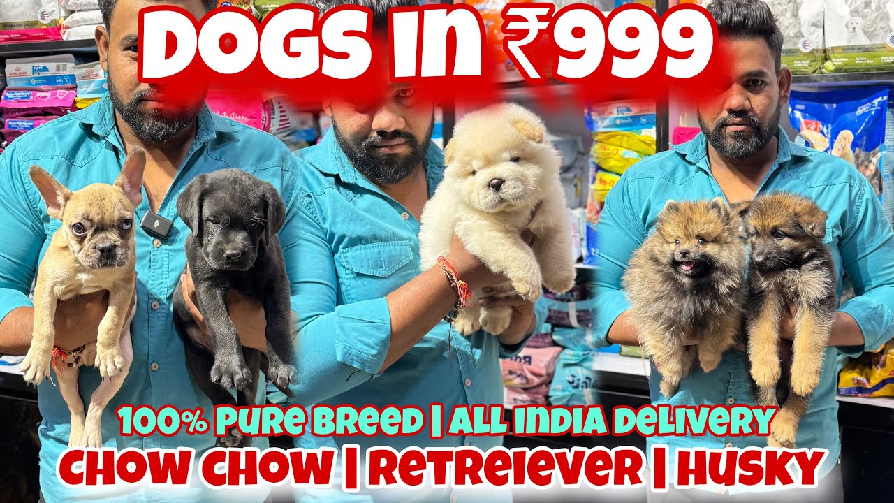 Dogs in 699rs | Cheapest Pet Market in Delhi | German Shepherd, Husky, Pitbull, Cats | Puppy World