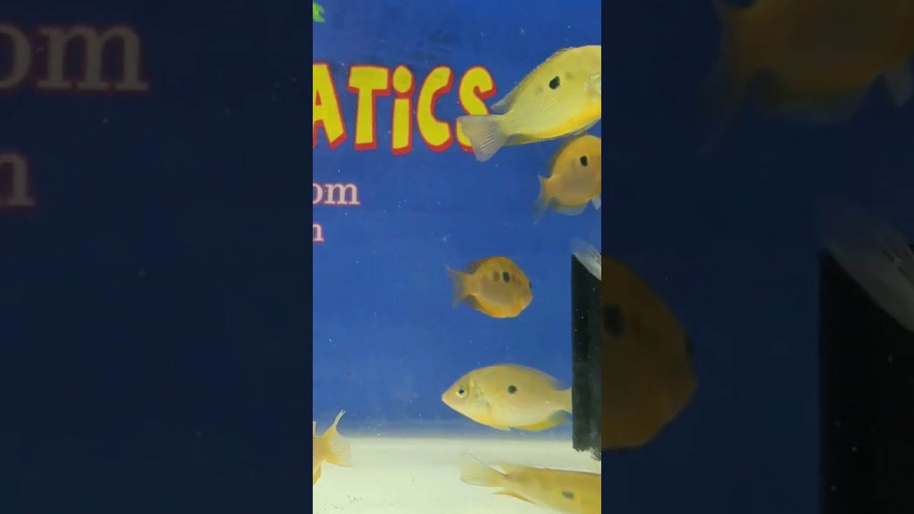 The orange chromides