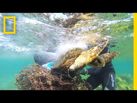 Tangled in Fishing Net | Sea Turtle Rescue