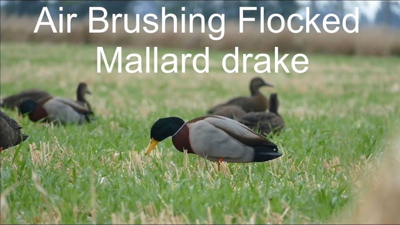 How to airbrush a flocked mallard drake