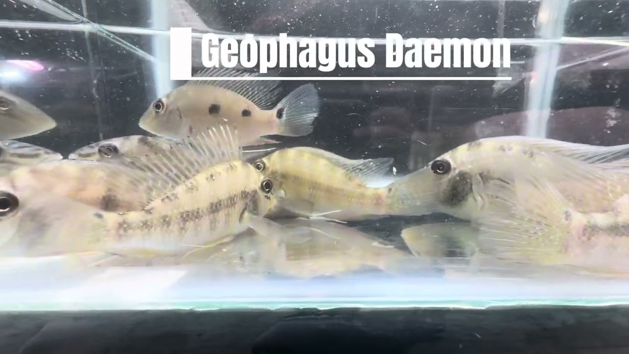 More Species Added to The Fishroom! 
