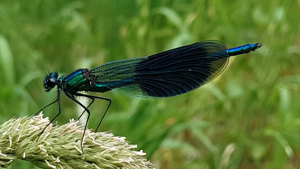 Dragonfly