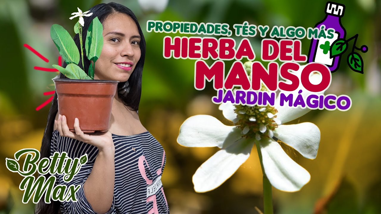 Hierba del manso, lo que no te dicen de sus maravillas 🙌🧘‍♀️🤗🌿🍃
