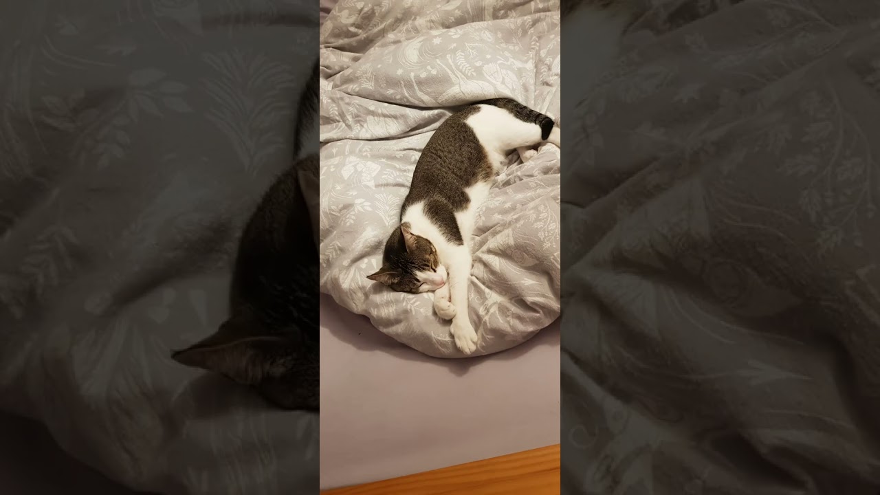 sleeping beauty...😍#shorts #cat #tiktok #sleep