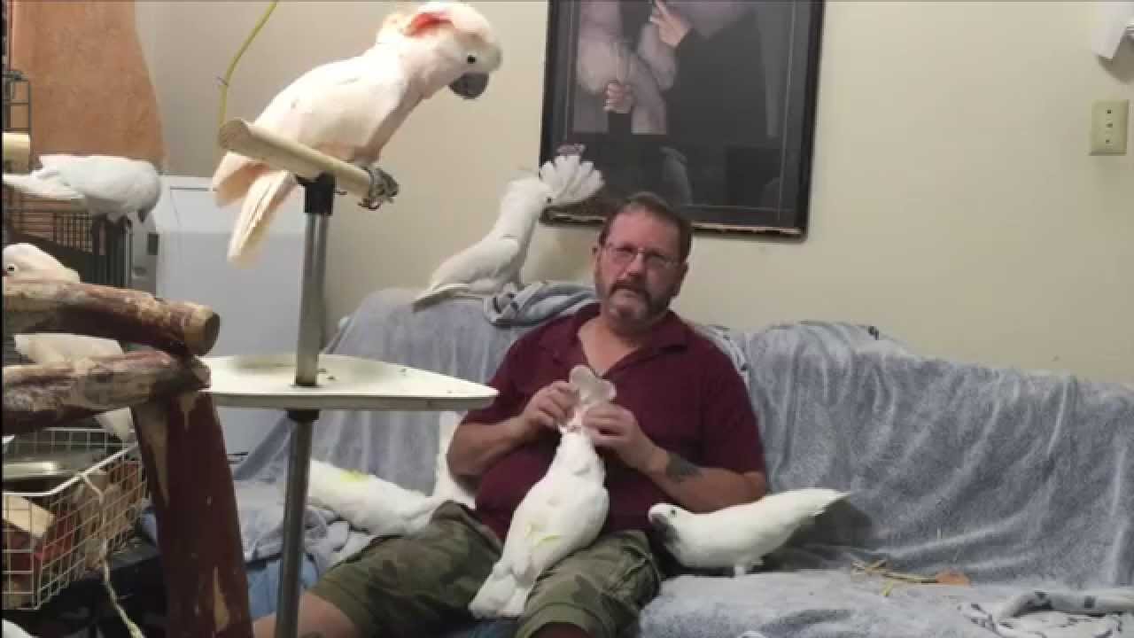How to Deal with Aggressive Parrots | Ep.22: Aggression | Cockatude: Cockatoos with Attitude