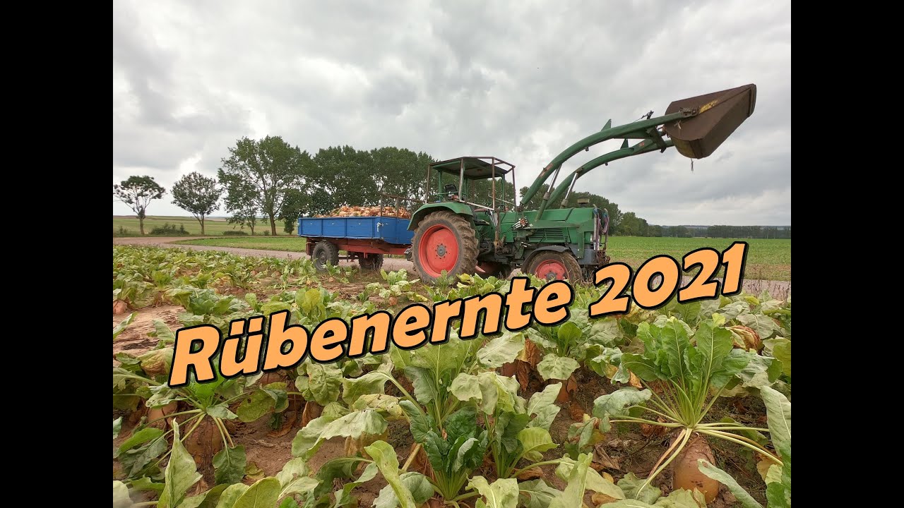 Rübenernte 2021 | Grüner Wolf Kanal