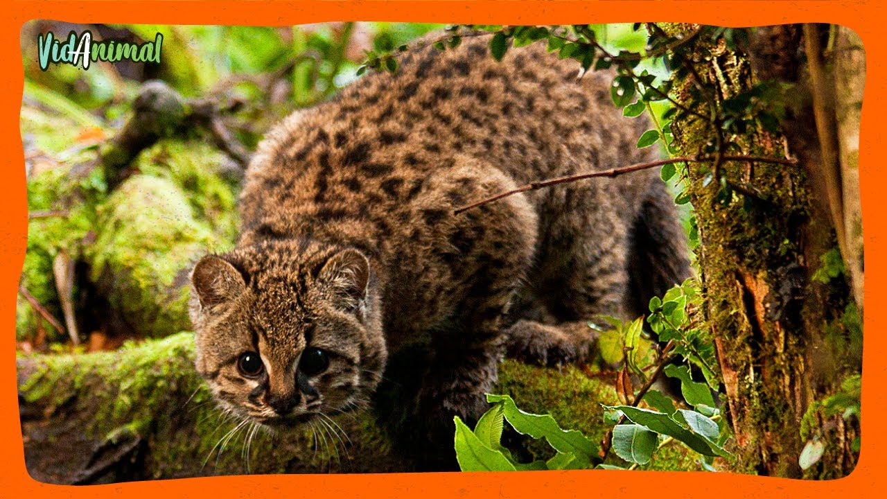 El G&Uuml;I&Ntilde;A: El felino salvaje m&aacute;s peque&ntilde;o de Sudam&eacute;rica