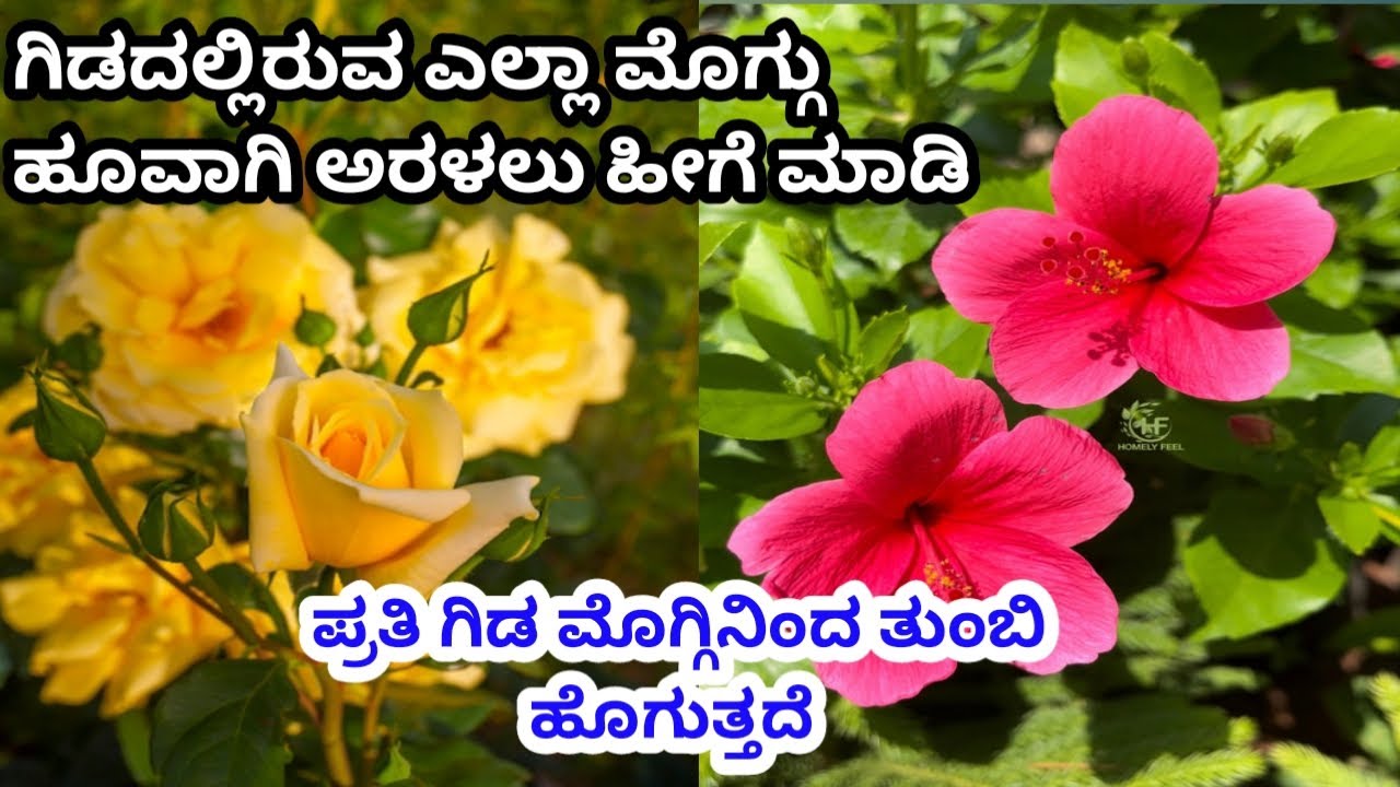 ಗಿಡದಲ್ಲಿರುವ ಎಲ್ಲಾ ಮೊಗ್ಗು ಹೂವಾಗಿ ಅರಳಲು ಹೀಗೆ ಮಾಡಿ\ಪ್ರತಿ ಗಿಡ ಮೊಗ್ಗಿನಿಂದ ತುಂಬಿ ಹೊಗುತ್ತದೆ \#hibiscusplant