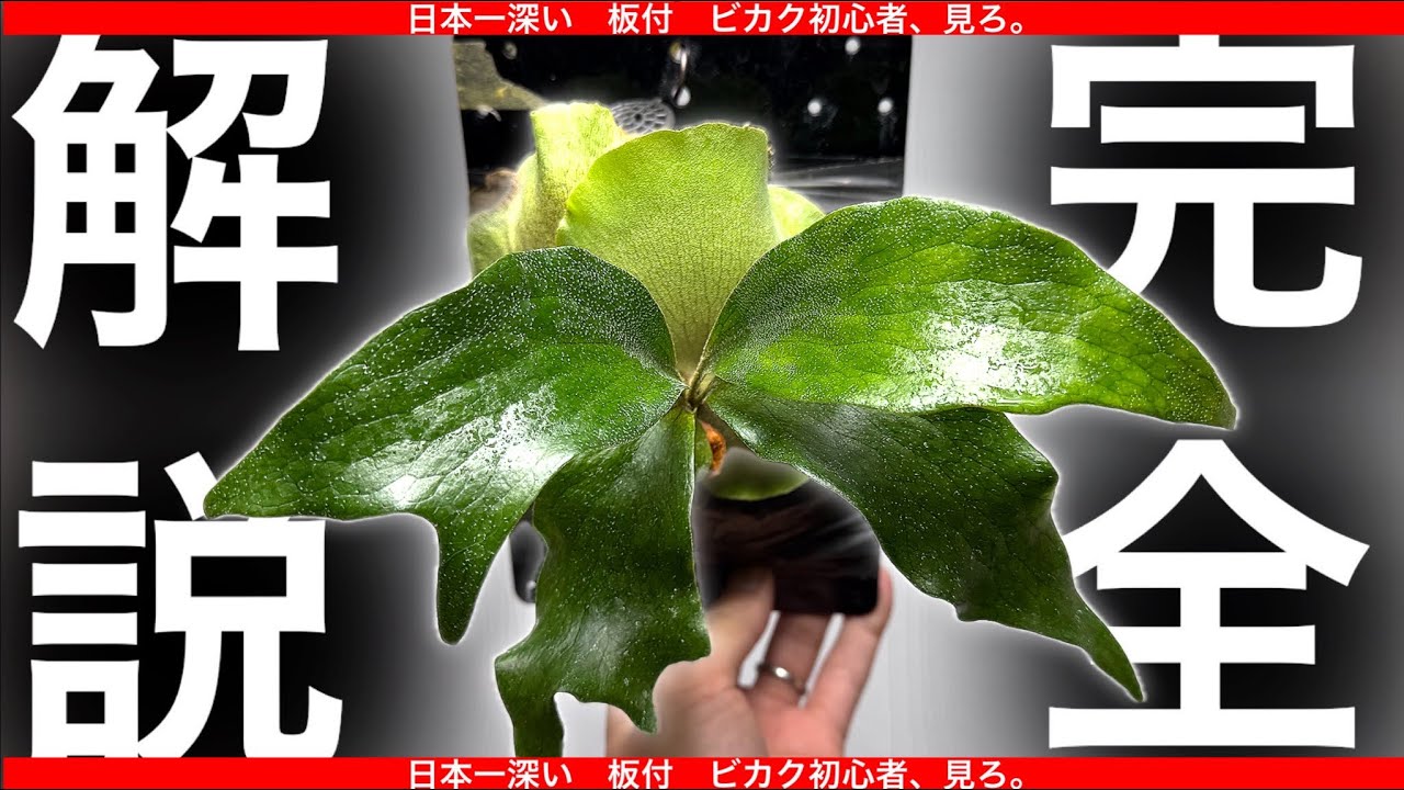 【2026保存版】ビカク板付の「全て」が解る動画です。【初心者・超解説・実践編】