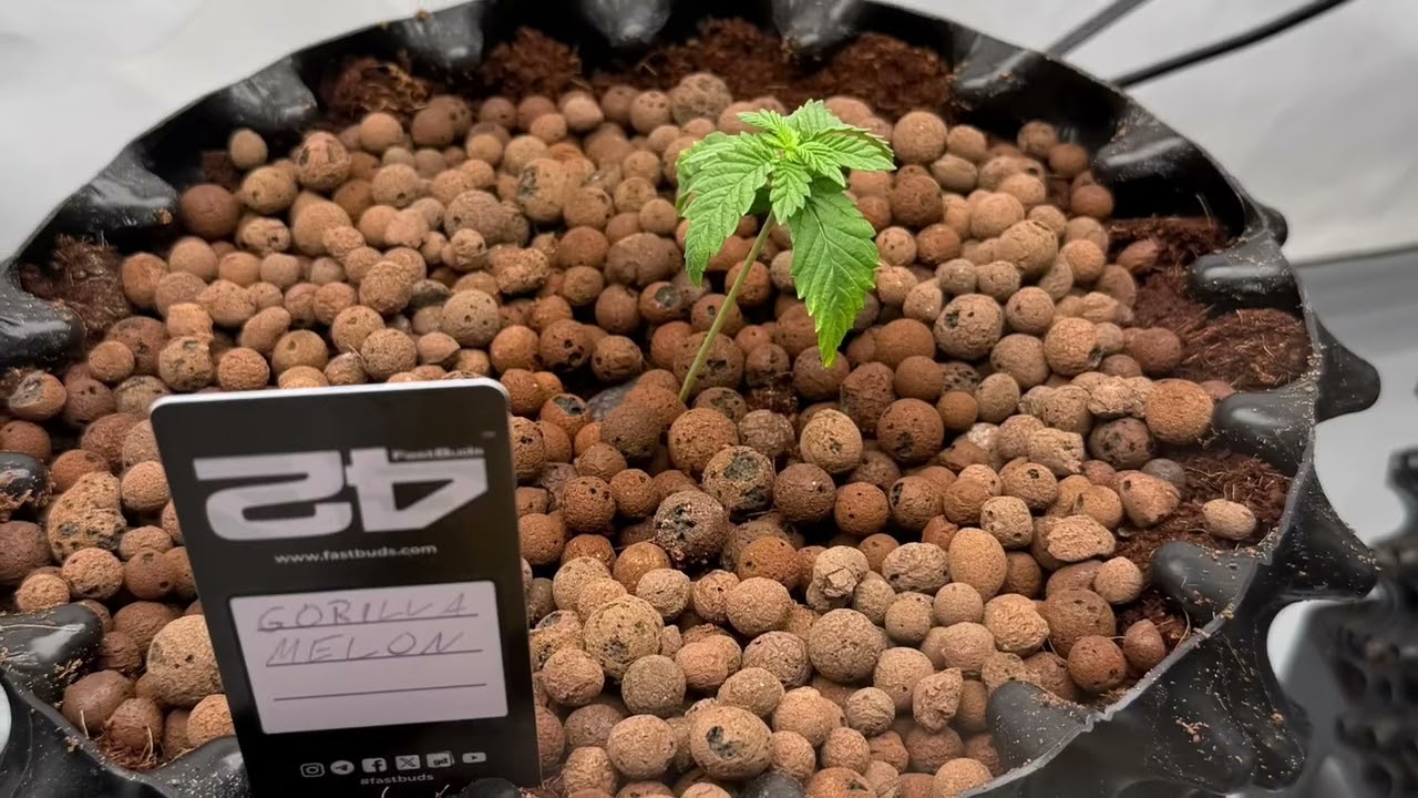 Growtagebuch Tag 15
