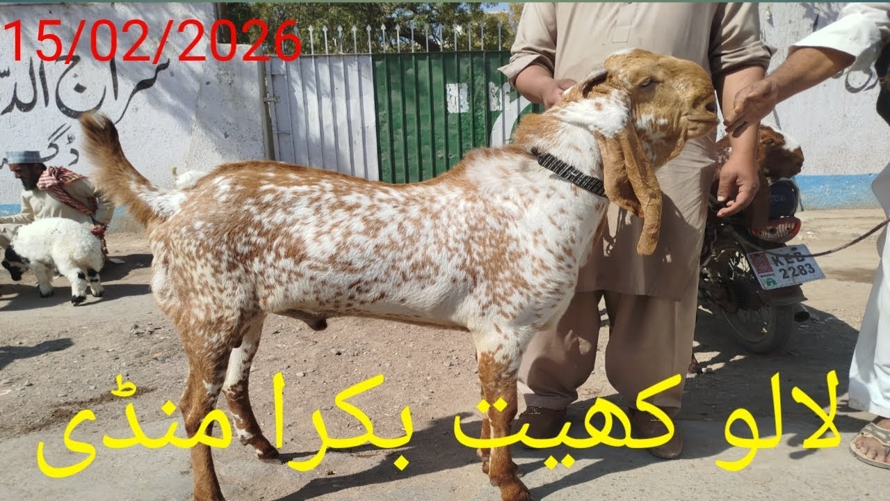 LALUKHAITH BAKRA MANDI LATEST UPDATE 15/02/2026 🐐🐏🔥❤️🇵🇰
