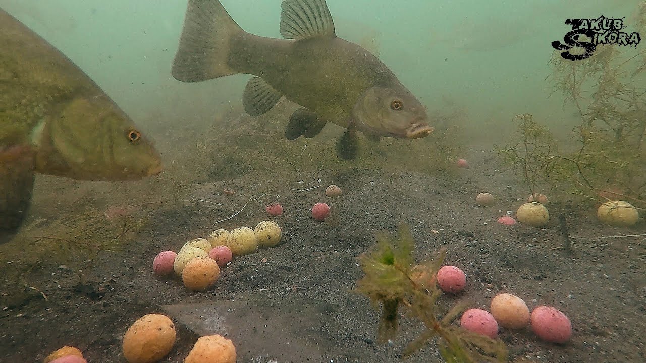 Bream, carp and tench feeding underwater