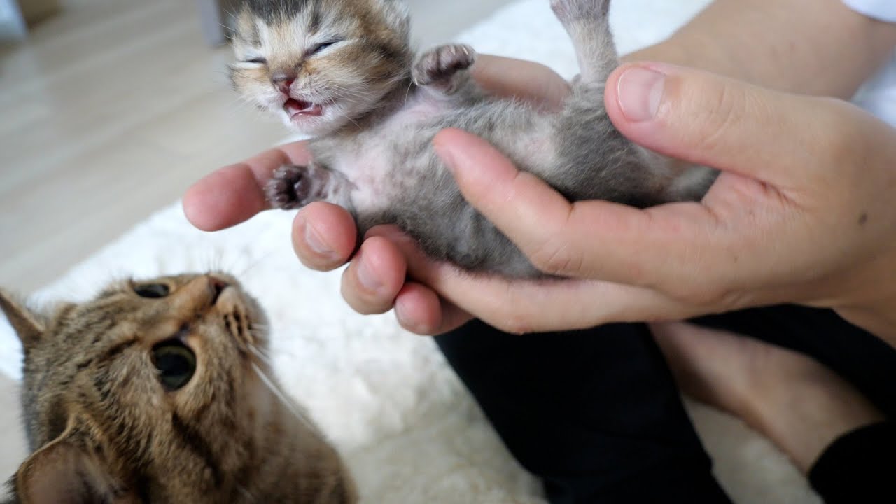 When I held a baby kitten in my arms, the mother cat Lili got worried and became like this...