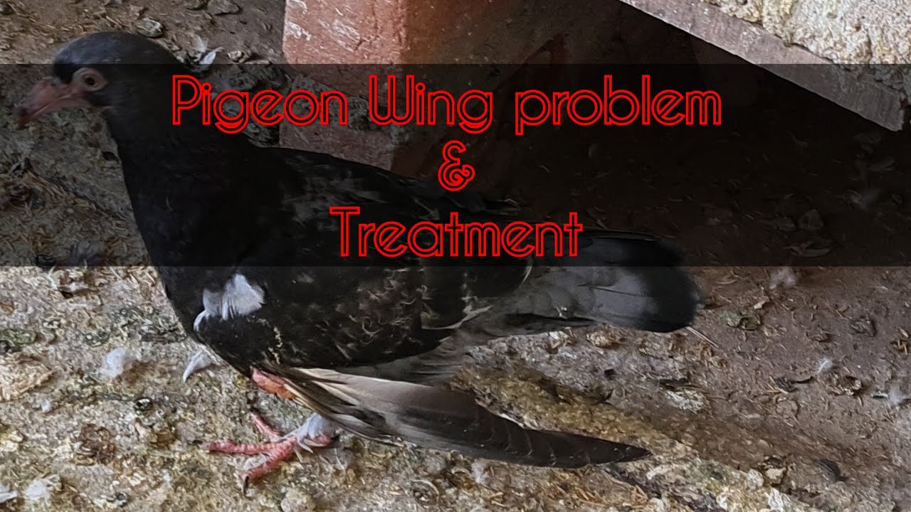 139#Pigeon wing problem & Treatment #kabutar ka hath dhila hona #pigeonmedicine