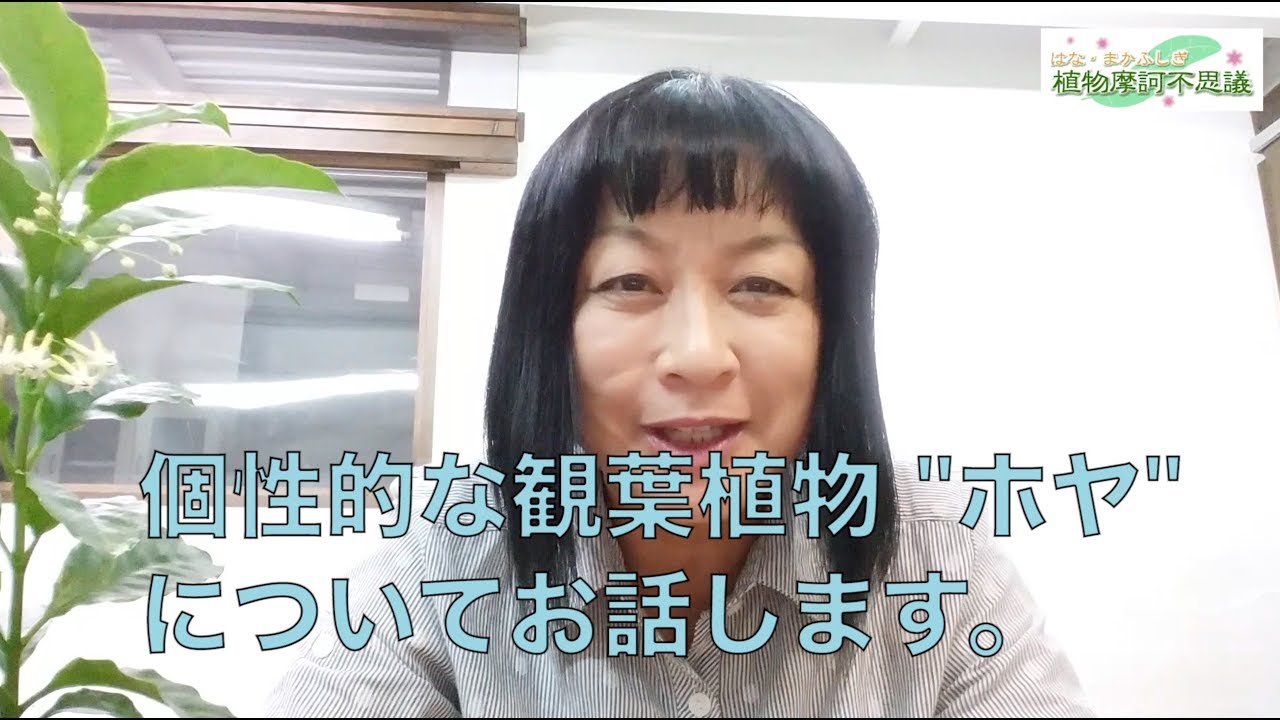#81 個性的な観葉植物　“ホヤ“ についてお話しします。