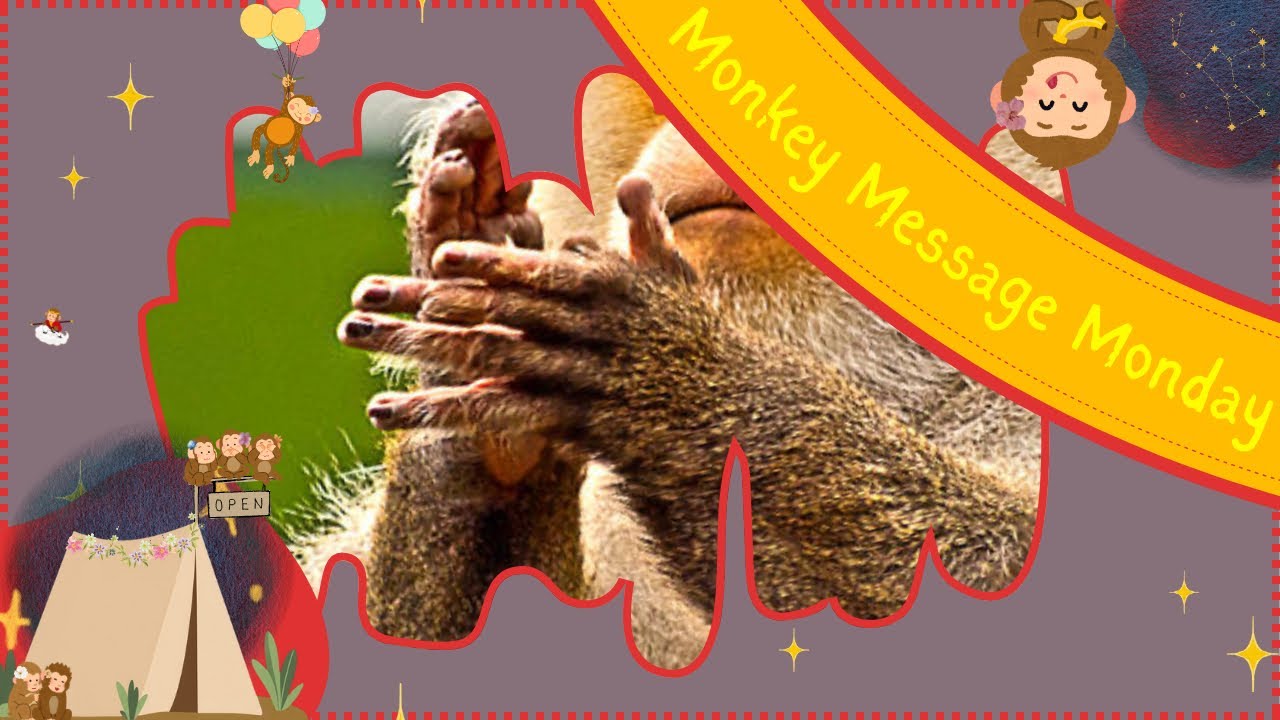 Sun Wukong is applauding you using your wisdom for this leap of faith | Monkey Message Monday