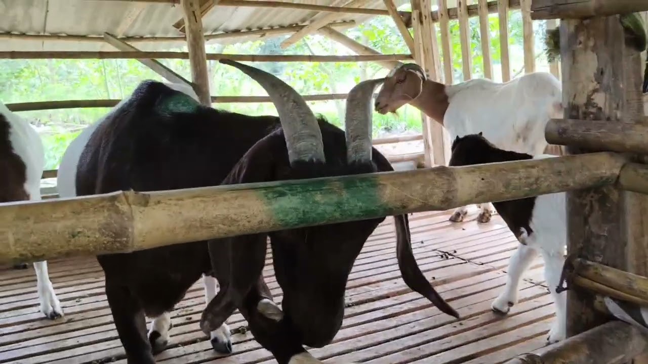 Giá dê hôm nai ngày 4/2/2026 các bạn xem tham khảo nhé 
