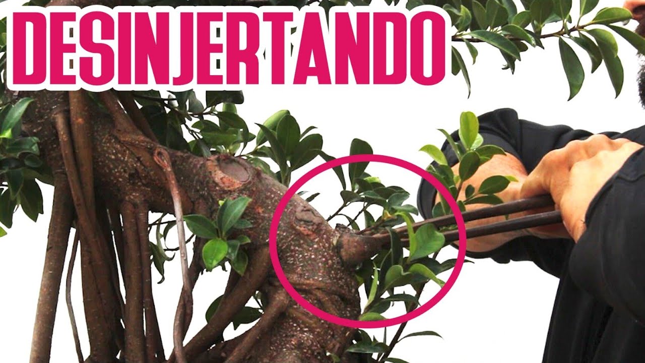 Quitando injertos a ficus comercial (obviamente injertado)