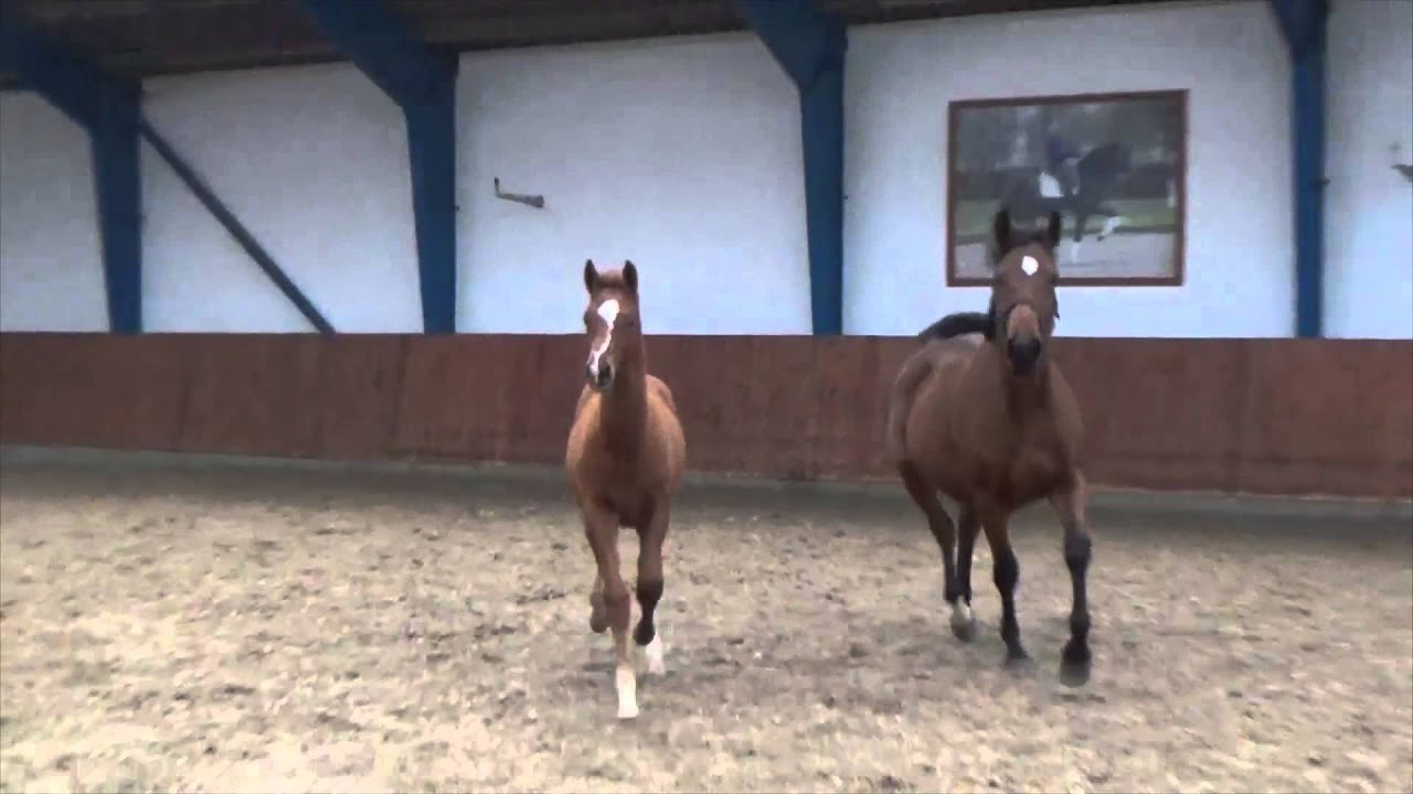 SOLD - 2015 stallion by Blue Hors First Choice / Fernando / Loran