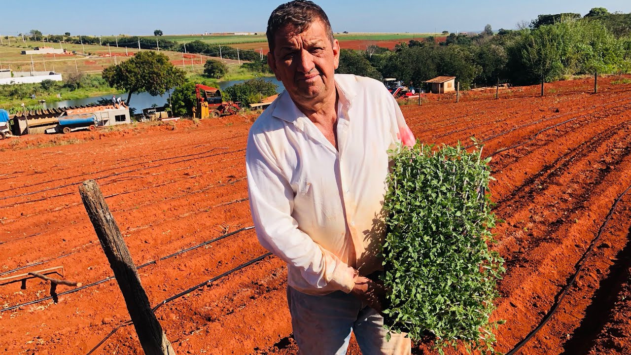 PLANTIO DO TOMATE TURIM ENXERTADO! Confira o Passo a Passo 🍅