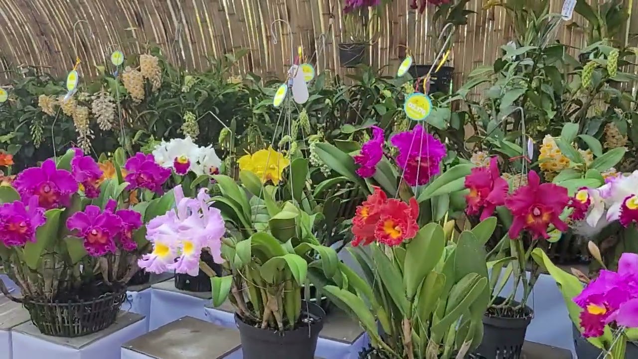HOA LAN ORCHID VIỆT NAM 2026