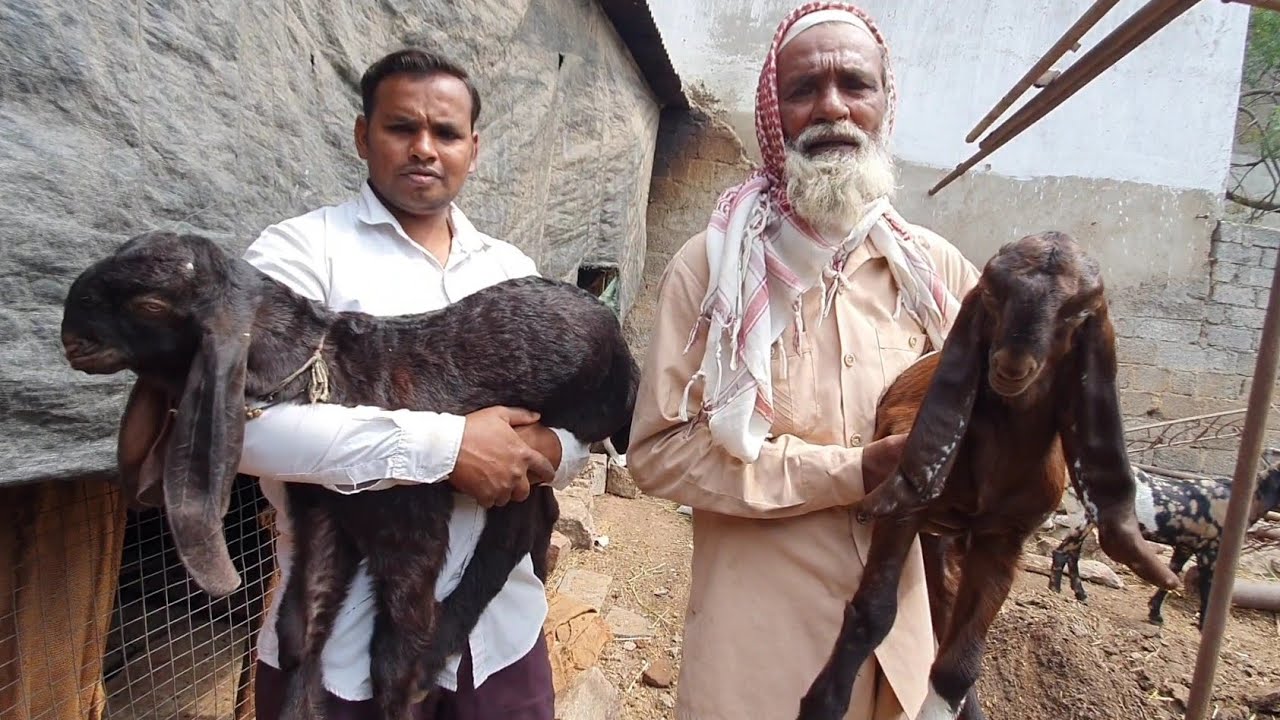 Gore Bhai Hyderabadi Goats Setup | Old Trader Goats | Lakho Ka Dhanda.