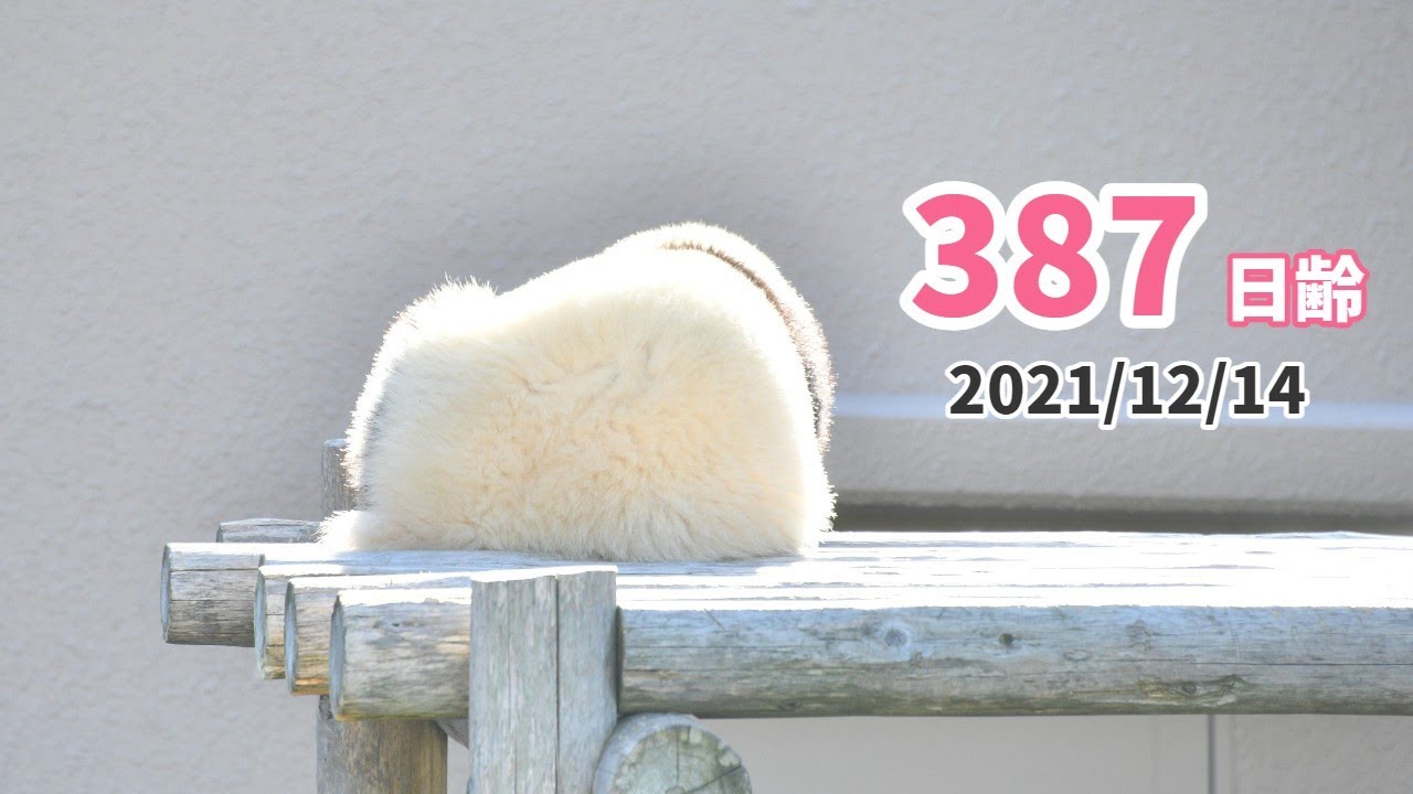 【ジャイアントパンダ（楓浜）】白く輝く「楓浜」（387日齢）