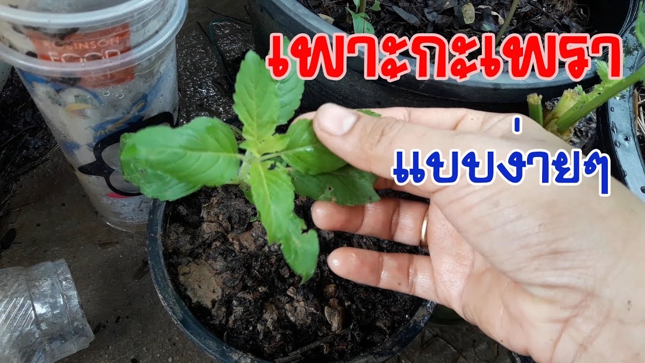 วิธีเพาะกะเพรา จากเมล็ด ที่ว่าเกิดยาก ทำแบบนี้เกิดแน่นอน และการดูแลให้มีพุ่มสวย holy basil