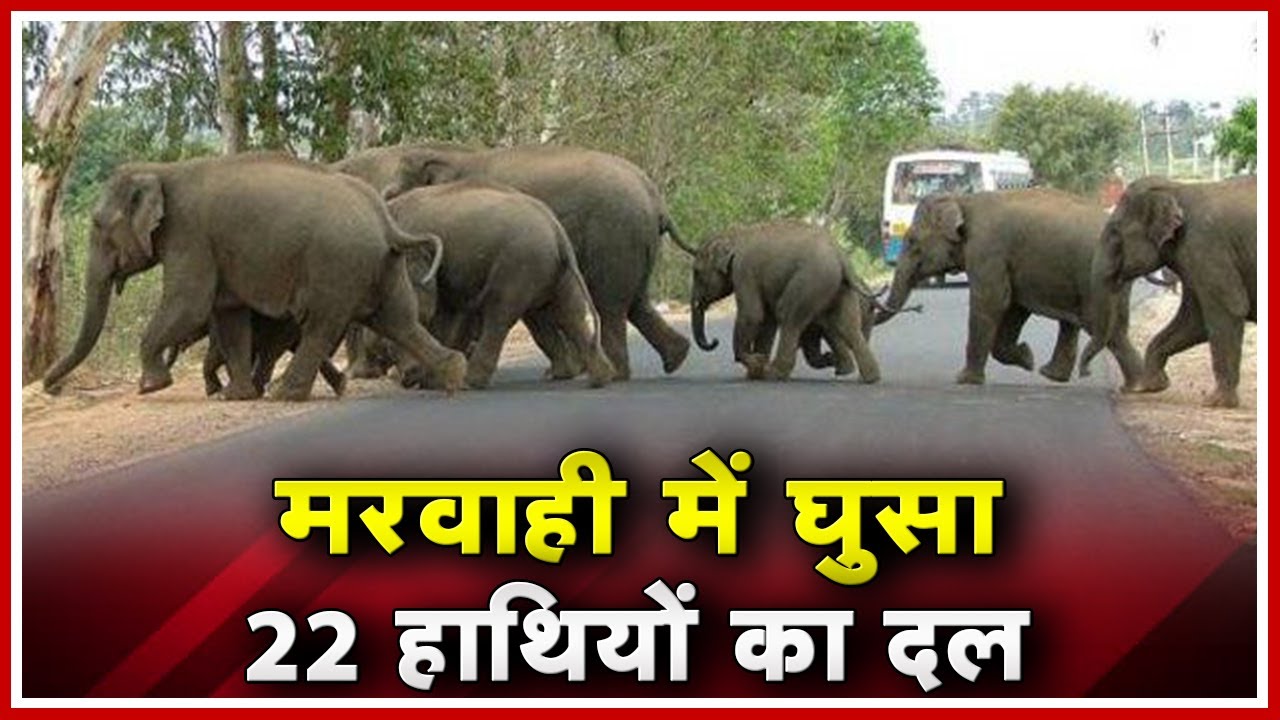 Pendra Elephant News: Marwahi में घुसा 22 हाथियों का दल | फसलों की सुरक्षा पर नहीं किसी का ध्यान