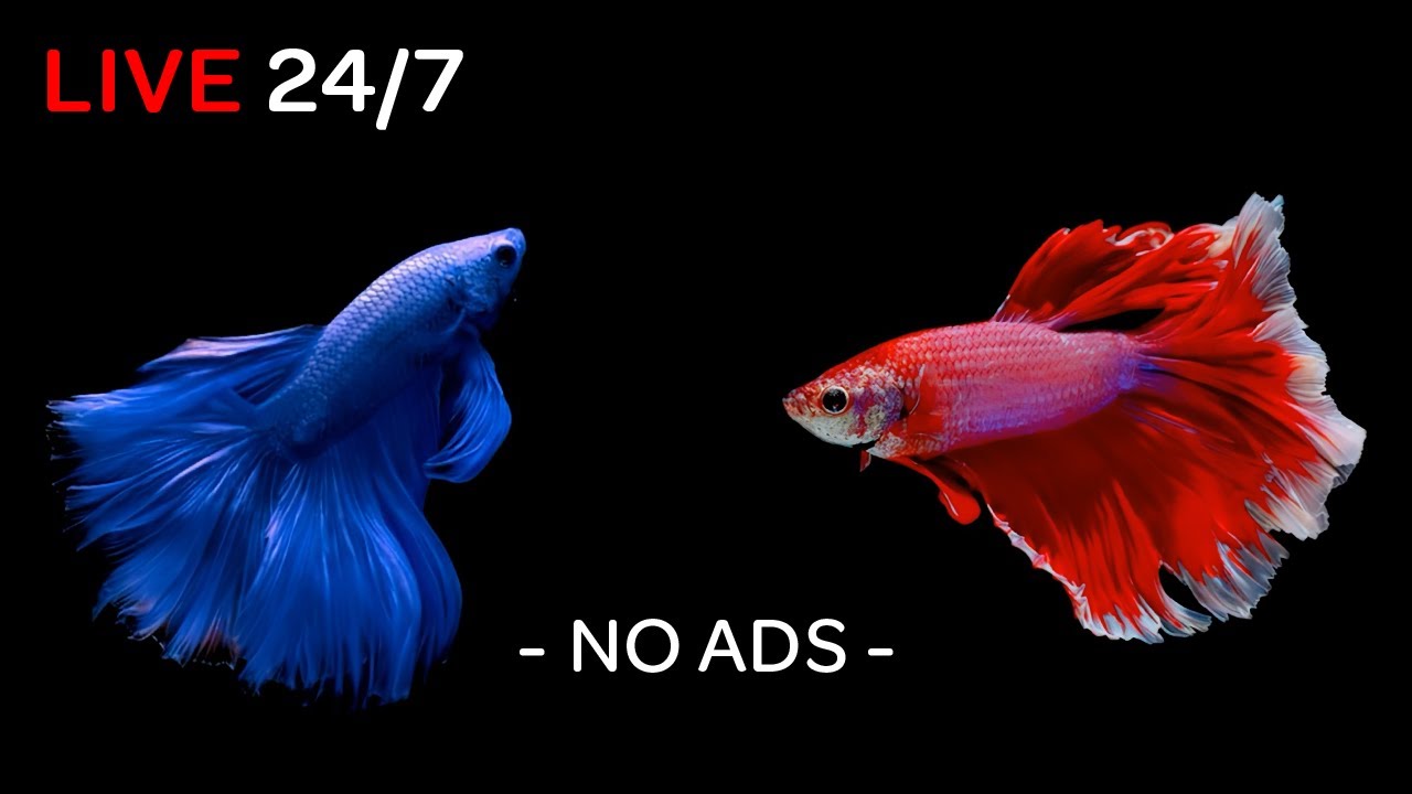 Betta Fish 24/7 with Relaxing Piano Music | Fish Screensaver in Black Aquarium 🐠