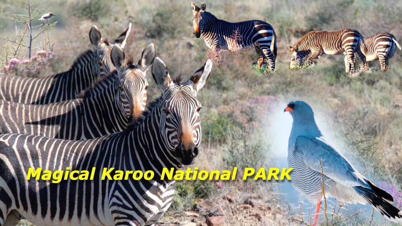 Karoo Visit and Commentary || Karoo National Park 2022