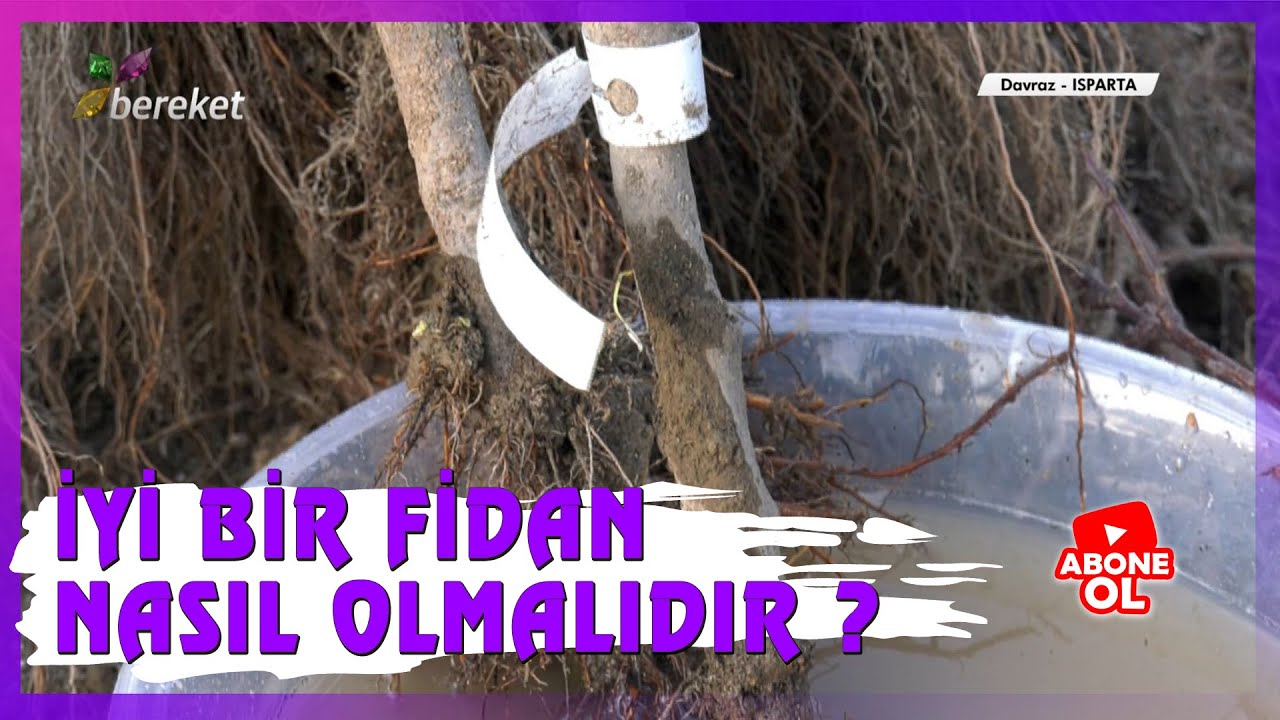 Fidan Seçerken Nelere Dikkat Edilmelidir ?