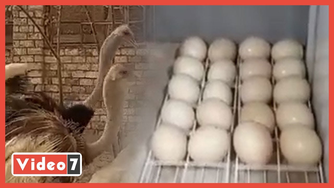 لحظة خروج كتكوت النعام من البيضة على الهواء.. مش هتصدق عينيك