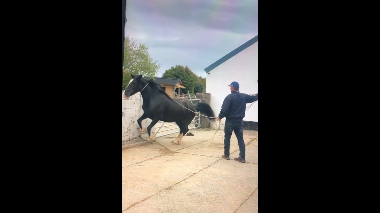 Horse petrified of the human race transforms to inner peace and finally forgiveness