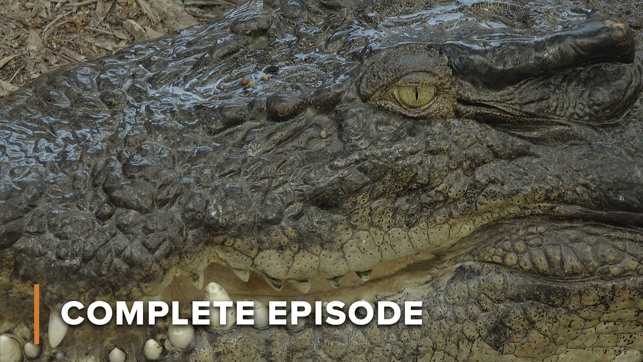 Ancient Killers: Crocodiles With Skull-Crushing Power | Secrets of Wild Australia 103