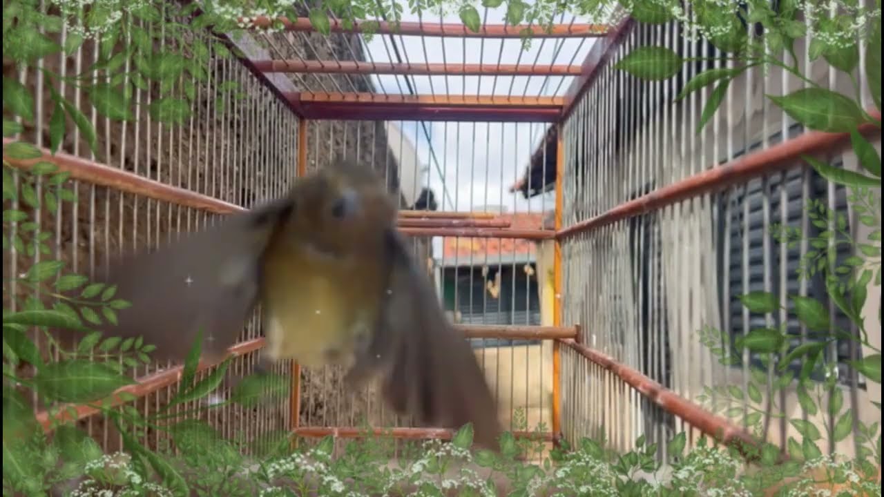 FÊMEA de BAIANO Chamando FOGOSA essa levanta até DEFUNTO!