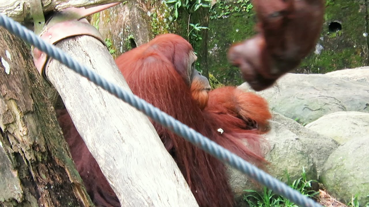 Big Orangutan Satria is persistently attacked by child orangutan / 子どもオランウータンにしつこく絡まれる大きなオランウータン
