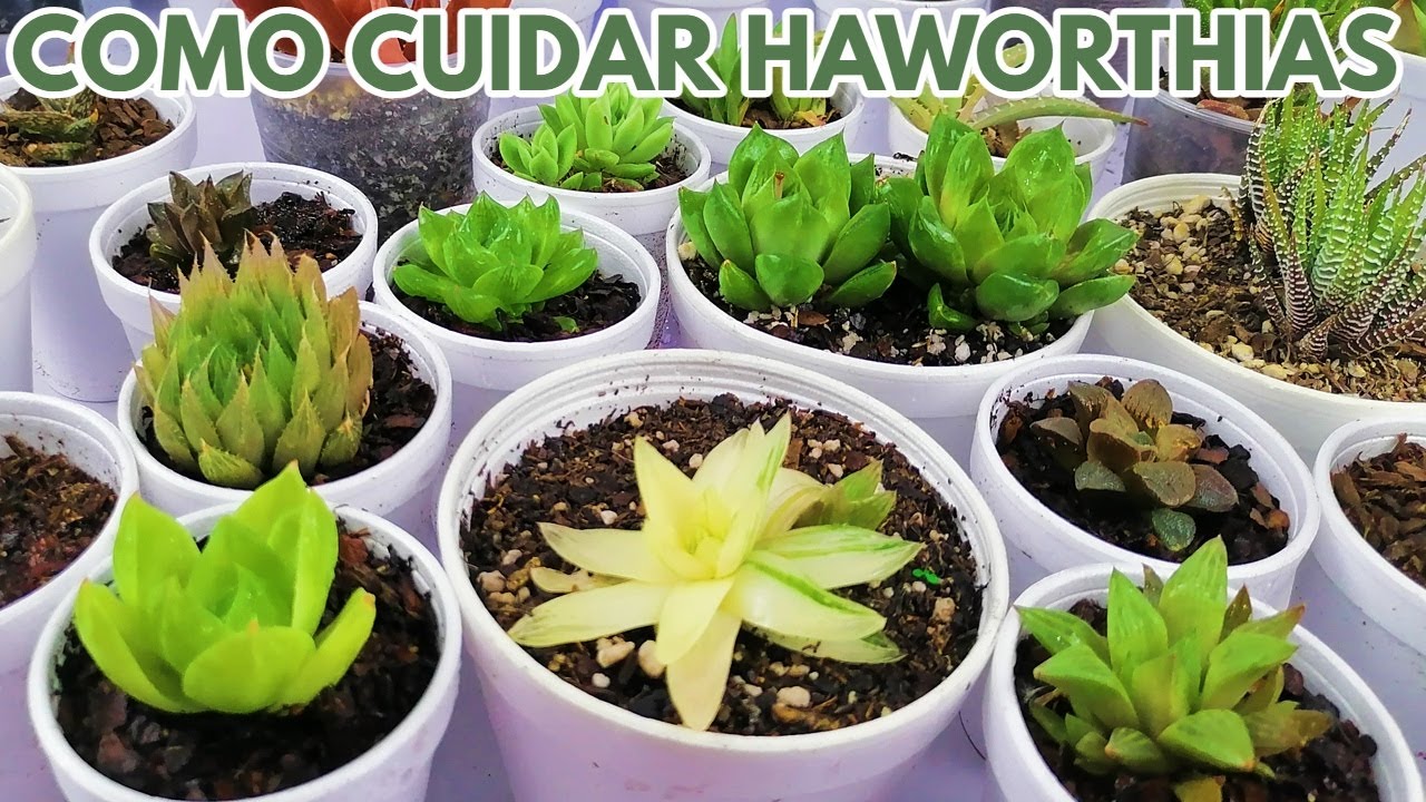 como cuidar haworthias donsuculento