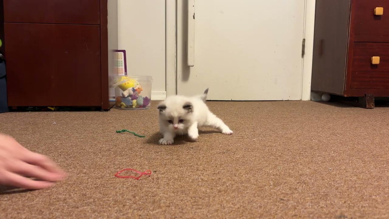 Dino!