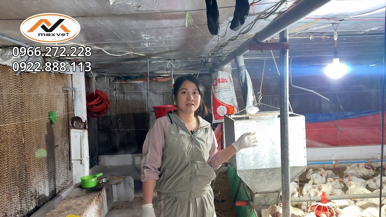 Gà trắng có bị APV gây đau mắt xếch mắt, chảy mũi không? Cách chẩn đoán và phác đồ điều trị hiệu quả