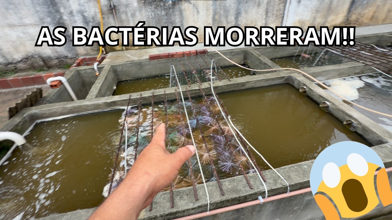 Deu Ruim Nas Bacterias Do Sump Das Tilápias!!