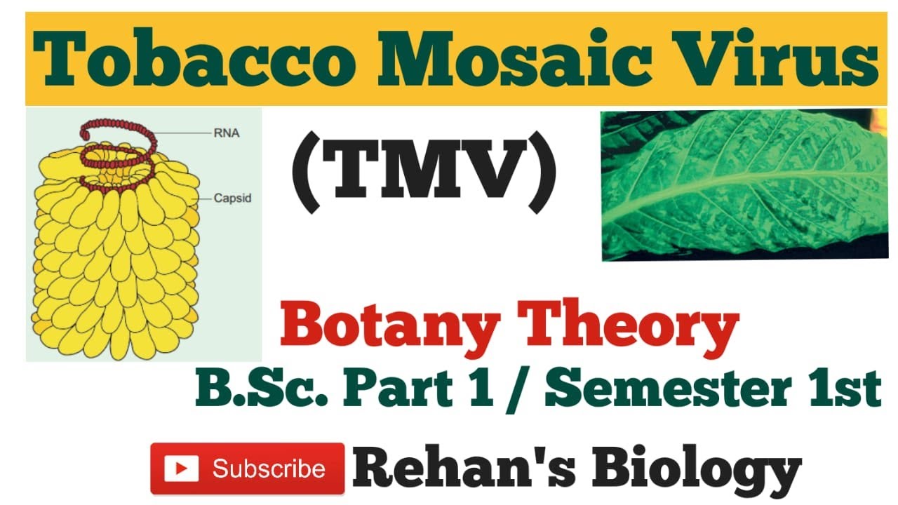 #Tobacco Mosaic Virus #TMV #Rehan's Biology #B.Sc. Part 1 semester1st Botany #Microbial world