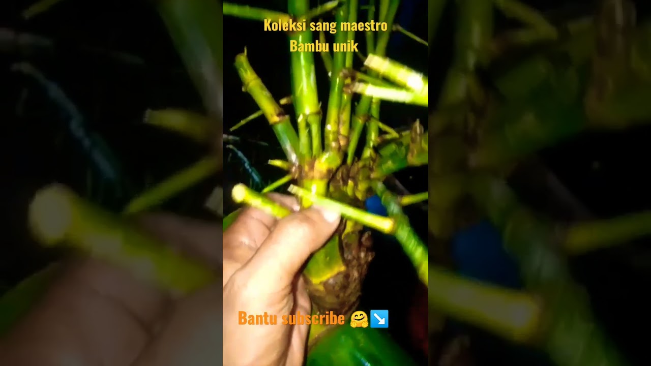 Bambu Dampit Terlangka di temukan#shortvideo #Bambu Dampit