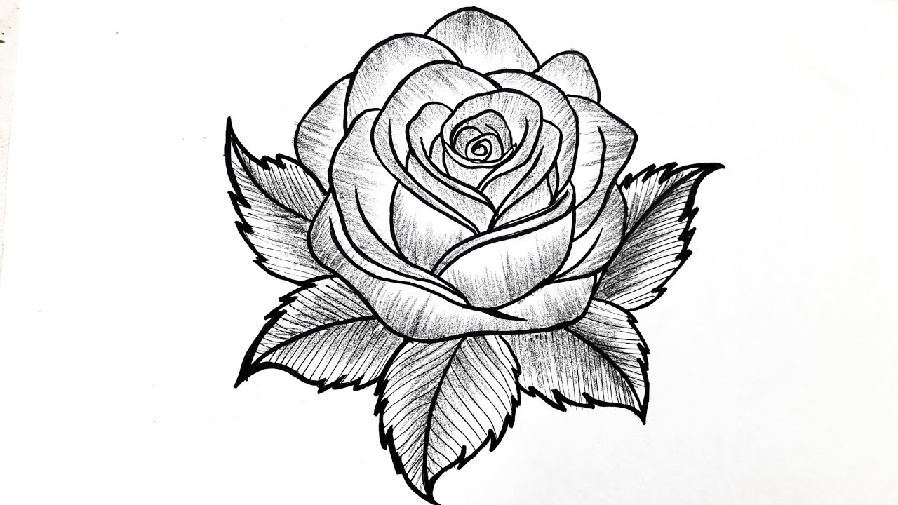 How to Draw a Rose | Easy Rose Drawing Tutorial for Beginners | Flower Drawing