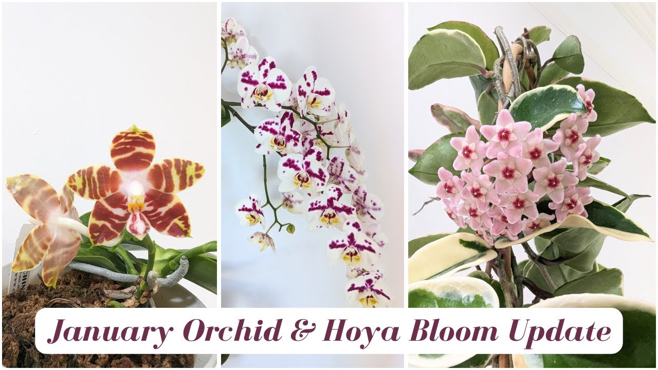 January 2024 Orchid & Hoya Collection Bloom Update | Lots of Phalaenopsis Species Blooming  🥰